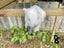 Purebred Mini lop kits Carousel 18
