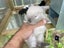 Purebred Mini lop kits Carousel 19