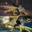Gecko Chest Strap Walking Reptile Leash Lizard Traction Rope Lizard Harness Set Carousel 8