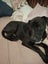 Oreo - Good with Other Dogs and Children Carousel 3