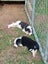 Heading dog x hunting dogs Carousel 6