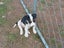 Heading dog x hunting dogs Carousel 8