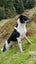 Heading dog x hunting dogs Carousel 10