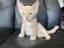 Rescue Kitten Sammie Carousel 1