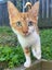 Rescue Kitten Elroy Carousel 1