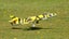 DYNAM HAWKER HUNTER RC Jet 6S Flaps Retracts - PNP Carousel 7