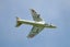 DYNAM HAWKER HUNTER RC Jet 6S Flaps Retracts - PNP Carousel 8