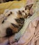 Rescue Kitten Layla Carousel 2