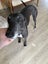Missy - loving party girl greyhound Carousel 6