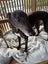 Missy - loving party girl greyhound Carousel 4