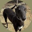 Missy - loving party girl greyhound Carousel 5