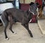 Missy - loving party girl greyhound Carousel 1