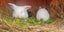 Mini lop rabbits Carousel 4