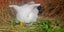 Mini lop rabbits Carousel 5