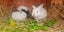 Mini lop rabbits Carousel 6