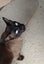 STUD CAT TONKINESE SEAL POINT SEPIA Carousel 3