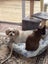 STUD CAT TONKINESE SEAL POINT SEPIA Carousel 5