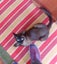 STUD CAT TONKINESE SEAL POINT SEPIA Carousel 8