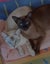 STUD CAT TONKINESE SEAL POINT SEPIA Carousel 4