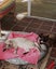 STUD CAT TONKINESE SEAL POINT SEPIA Carousel 11
