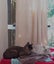 STUD CAT TONKINESE SEAL POINT SEPIA Carousel 10