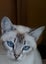STUD CAT TONKINESE SEAL POINT SEPIA Carousel 12