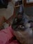 STUD CAT TONKINESE SEAL POINT SEPIA Carousel 6
