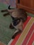 STUD CAT TONKINESE SEAL POINT SEPIA Carousel 9
