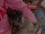 STUD CAT TONKINESE SEAL POINT SEPIA Carousel 7