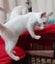 STUD CAT TONKINESE SEAL POINT SEPIA Carousel 13