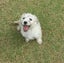 HUMANE SOCIETY RESCUE DOG - BLISS, a MALTESE X Carousel 1