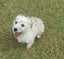 HUMANE SOCIETY RESCUE DOG - BLISS, a MALTESE X Carousel 3