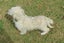 HUMANE SOCIETY RESCUE DOG - BLISS, a MALTESE X Carousel 4