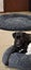 Dave the black lab x Carousel 2