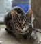 Nutella 16 wks old - Cat Care Loburn Carousel 1