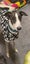 Meet River (More Proof) – Your Charming Adventure Buddy Carousel 4