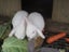Baby White Mini Lop Bunnies Carousel 2