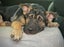 HUMANE SOCIETY RESCUE DOG - LINUS A SHAR PEI X SHEPHERD Carousel 2