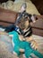 HUMANE SOCIETY RESCUE DOG - LINUS A SHAR PEI X SHEPHERD Carousel 3