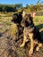 HUMANE SOCIETY RESCUE DOG - LINUS A SHAR PEI X SHEPHERD Carousel 4