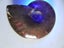 Rare Opalised Ammonite fossil 66.5 gm flashes of red Carousel 4