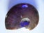 Rare Opalised Ammonite fossil 66.5 gm flashes of red Carousel 7