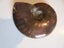 Rare Opalised Ammonite fossil 66.5 gm flashes of red Carousel 5