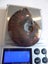 Rare Opalised Ammonite fossil 66.5 gm flashes of red Carousel 3