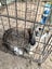 Bunnies/Rabbits, Hutch, Cages & Extras Carousel 3
