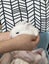 Mini Lop Cross bunnies Carousel 1