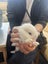 Mini Lop Cross bunnies Carousel 3