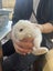 Mini Lop Cross bunnies Carousel 4