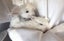 Mini Lop Cross bunnies Carousel 5