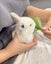 Mini Lop Cross bunnies Carousel 7
